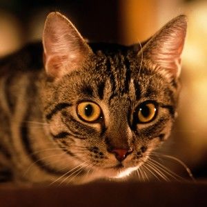 Meet your Posher, Hill